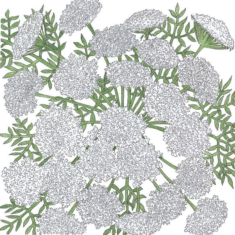 Queen Anne's Lace (1/4 lb) Peaceful Valley