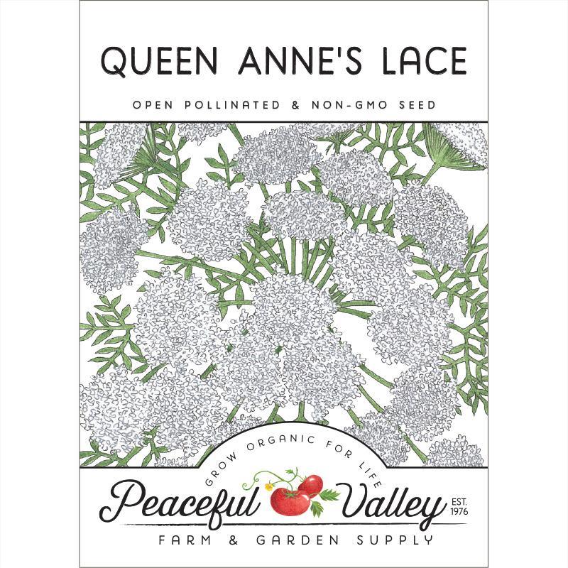 Queen Anne's Lace (pack) Peaceful Valley