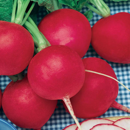 German Giant Radish (Organic) True Leaf Market