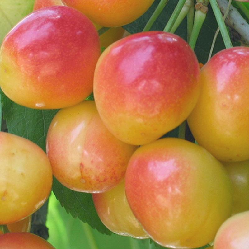 Dwarf Rainier Cherry Tree for Sale Grow Organic