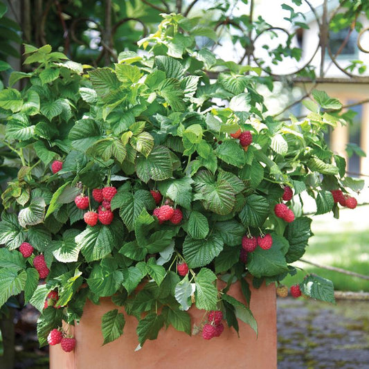 Potted Raspberry Shortcake - Grow Organic Potted Raspberry Shortcake Berries and Vines