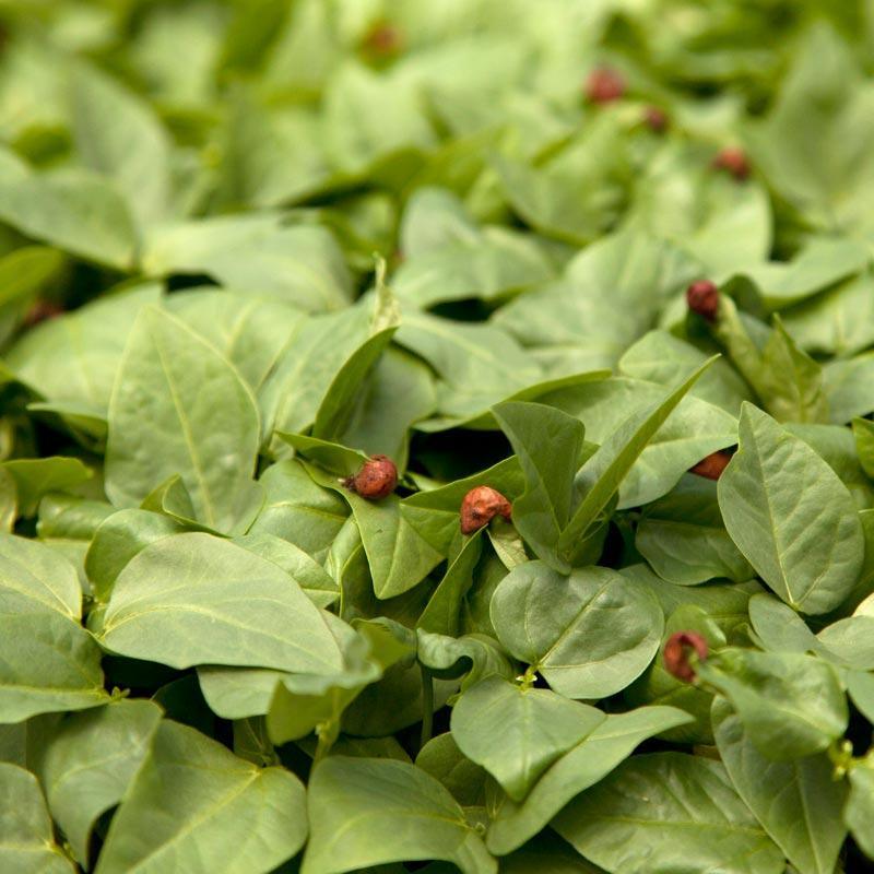 Red Cowpeas - Raw Seed (lb) Grow Organic