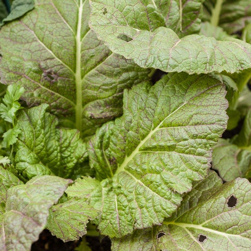 Mustard Giant Red Greens (Organic) True Leaf Market