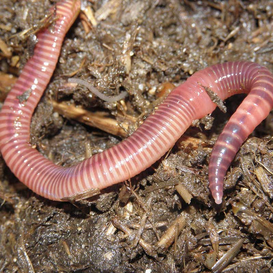 Redworms - Eisenia Foetida for Sale - Grow Organic Redworms - Eisenia Foetida (1/2 lb) Growing
