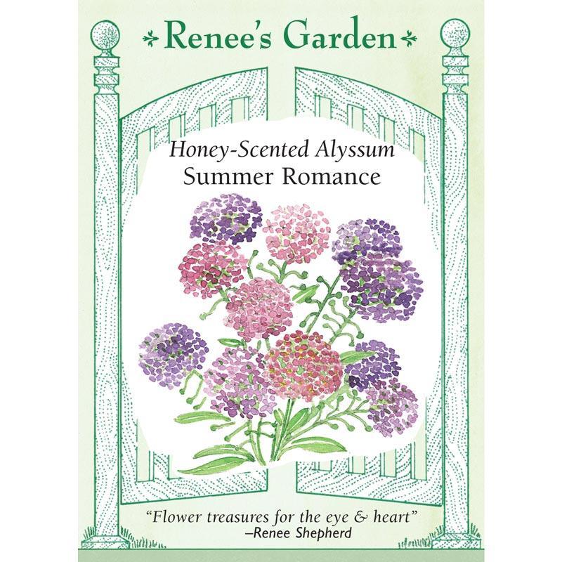 alyssum from seed to flower Renee's Garden Alyssum Summer Romance Mix