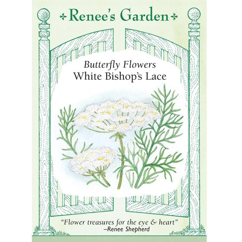 White Butterfly Bishop's Lace Flower Seeds Renee's Garden