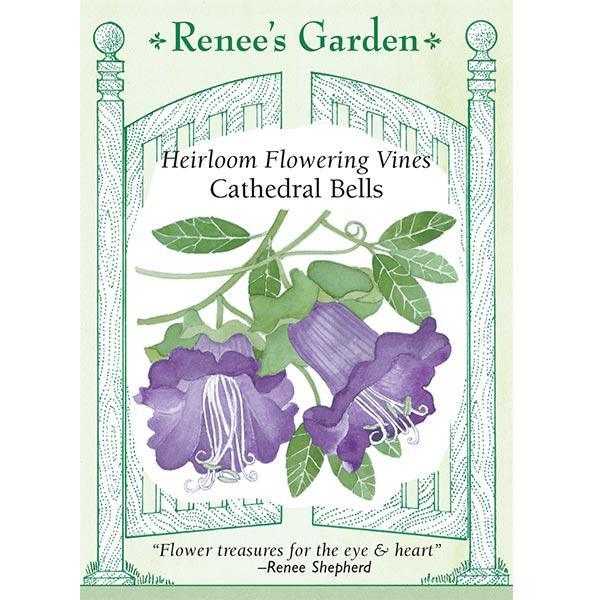 Cathedral Bells Flowering Vine Flower Seeds Renee's Garden