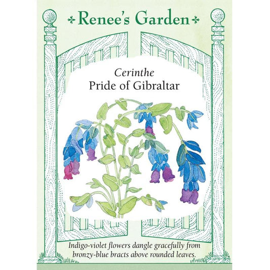 Renee's Garden Cerinthe Pride of Gibraltar (Heirloom) Renee's Garden Cerinthe Pride of Gibraltar (Heirloom) Flower Seed & Bulbs