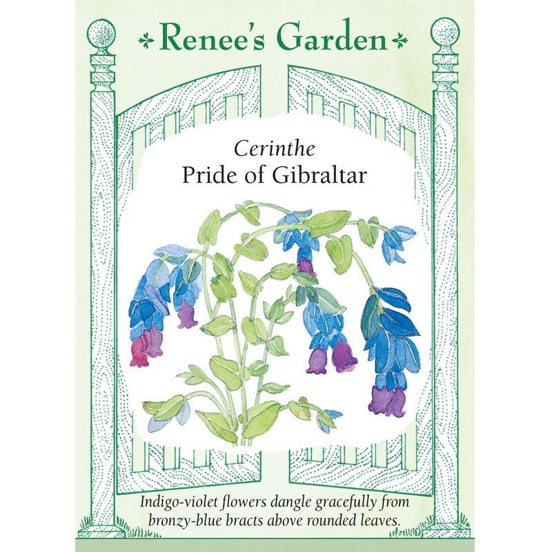 Pride of Gibraltar Cerinthe Flower Seeds - Grow Organic