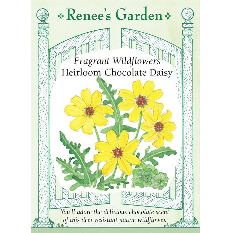 Fragrant Chocolate Daisy Flower Seeds Renee's Garden