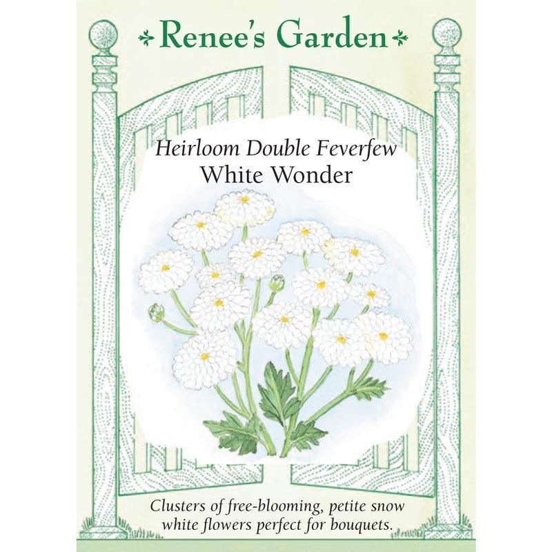 Double White Wonder Feverfew Seeds Renee's Garden