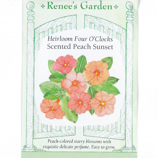 Renee's Garden Four O'Clocks Scented Peach Sunset (Heirloom) Renee's Garden Four O'Clocks Scented Peach Sunset (Heirloom) Flower Seed & Bulbs