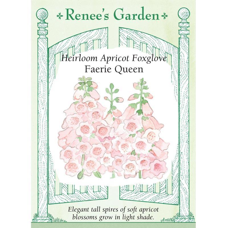 Apricot Faerie Queen Foxglove Flower Seeds Renee's Garden