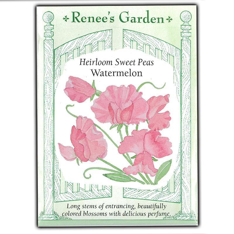 seeds renee's garden Watermelon Heirloom Sweet Pea Flower Seeds