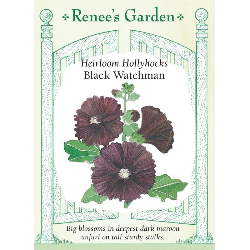 Black Watchman Old Fashioned Hollyhock Flower Seeds Renee's Garden