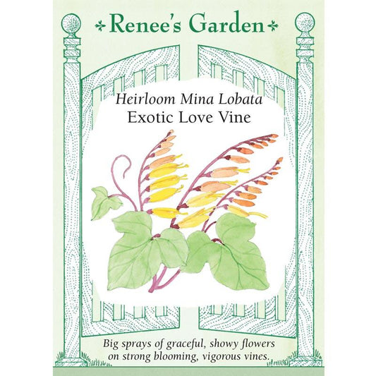 Renee's Garden Mina Lobata Exotic Love Vine (Heirloom) Renee's Garden Mina Lobata Exotic Love Vine (Heirloom) Flower Seed & Bulbs