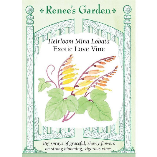 Exotic Love Vine Mina Lobata Flower Seeds Renee's Garden