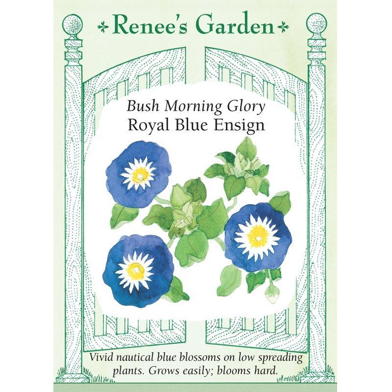 Blue Ensign Bush Morning Glory Flower Seeds Renee's Garden