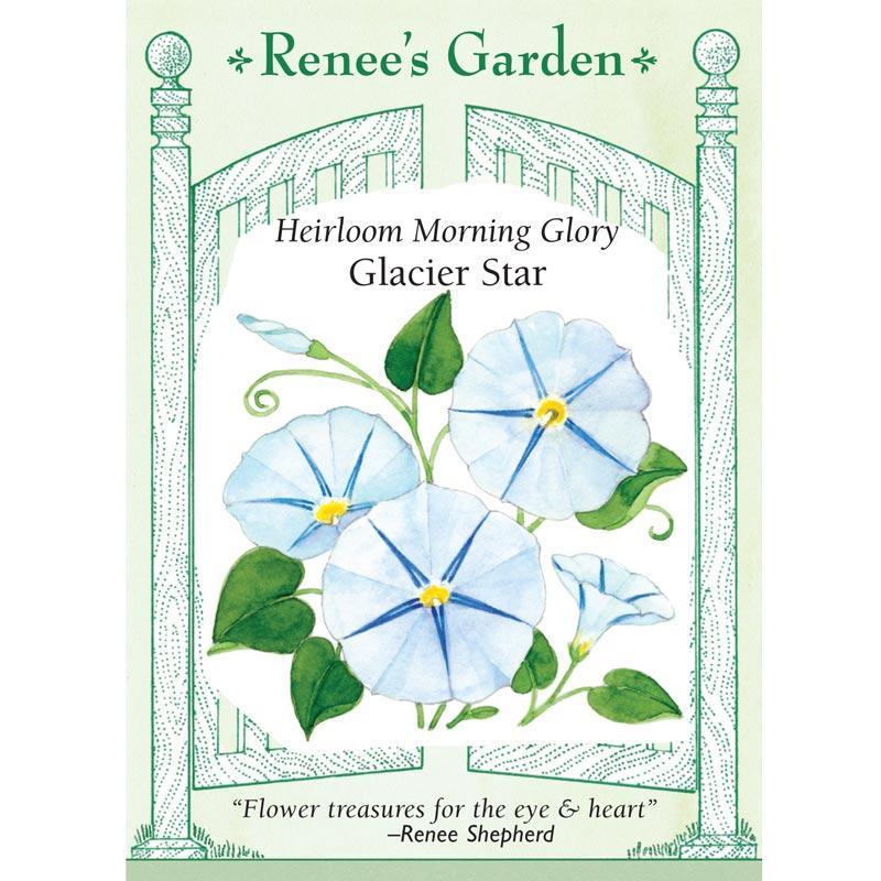 morning glory flower from seed Glacier Star Morning Glory Flower Seeds – Grow Organic