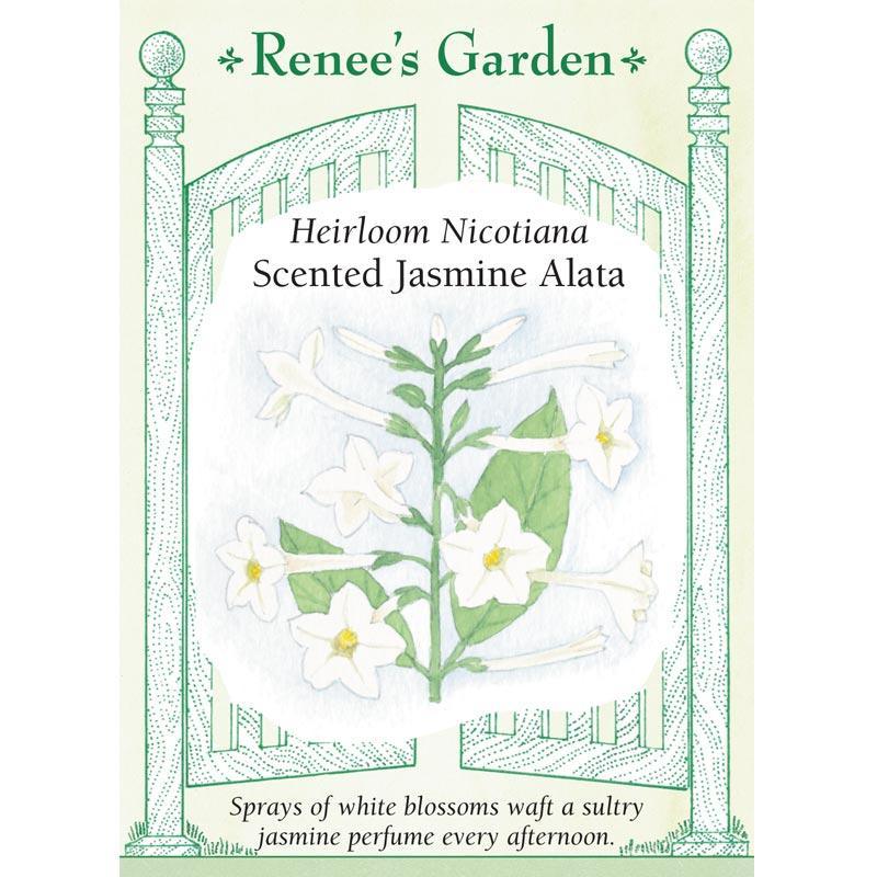 jasmine plant seeds Jasmine Alata Scented Nicotiana Flower Seeds – Grow Organic