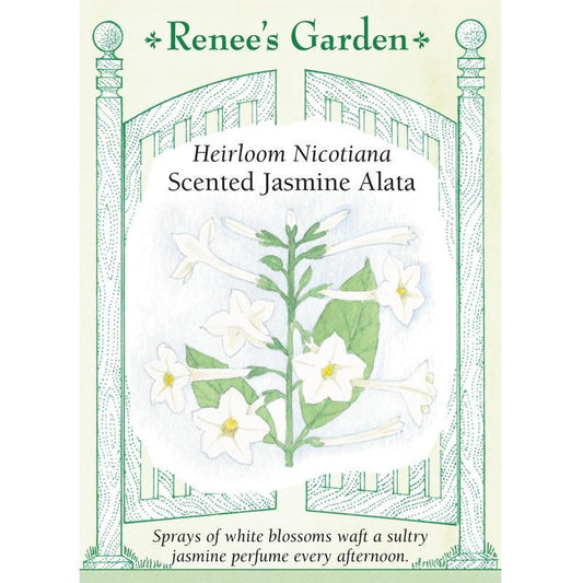 Jasmine Alata Scented Nicotiana Flower Seeds Renee's Garden