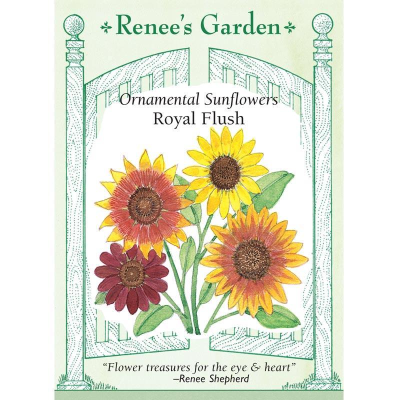 Royal Flush Ornamental Sunflower Flower Seeds Renee's Garden