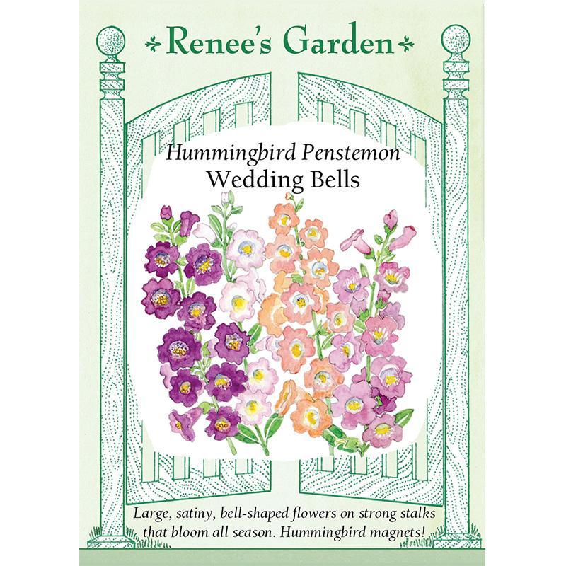 Wedding Bells Hummingbird Penstemon Flower Seeds Renee's Garden