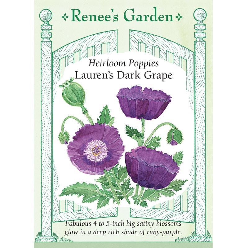 purple poppy flower seeds Renee's Garden Poppy California Lauren's Dark Grape Heirloom – Grow Organic