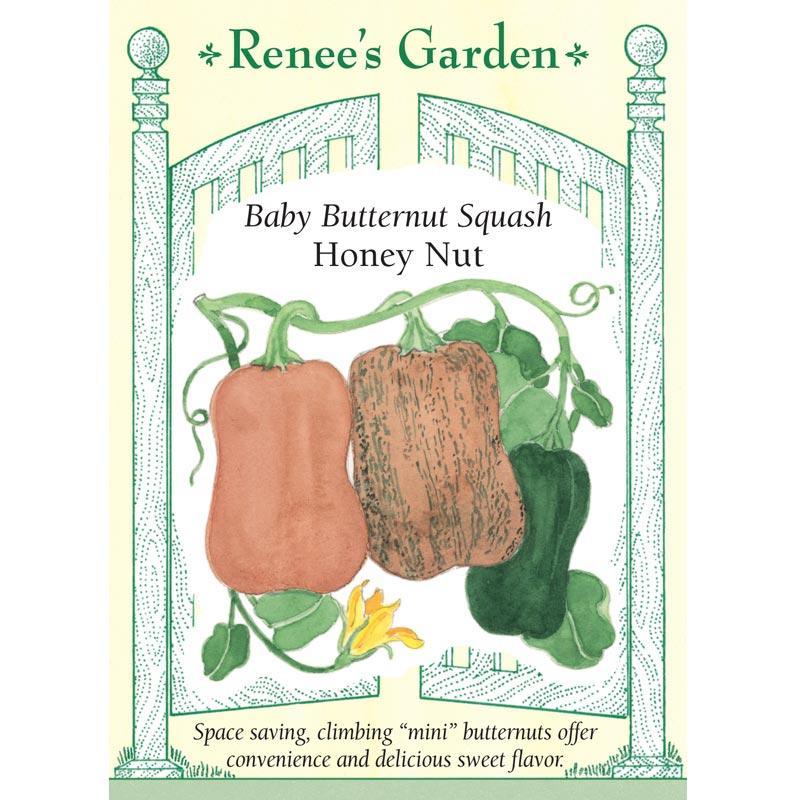 Honey Nut Baby Butternut Winter Squash Seeds Renee's Garden