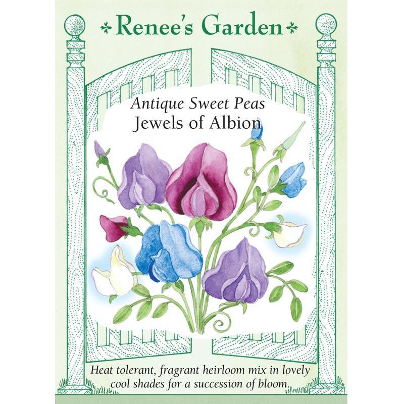 Jewels of Albion Antique Sweet Pea Flower Seeds Renee's Garden