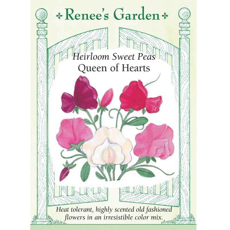 Queen of Hearts Antique Sweet Pea Flower Seeds Renee's Garden