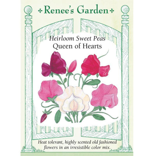 Queen of Hearts Antique Sweet Pea Flower Seeds Renee's Garden