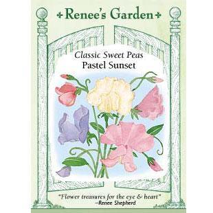 renee's garden sweet pea seeds 'Scented Pastel Sunset' Heirloom Sweet Peas