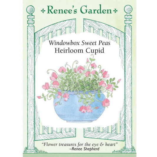 Cupid Windowbox Sweet Pea Flower Seeds Renee's Garden