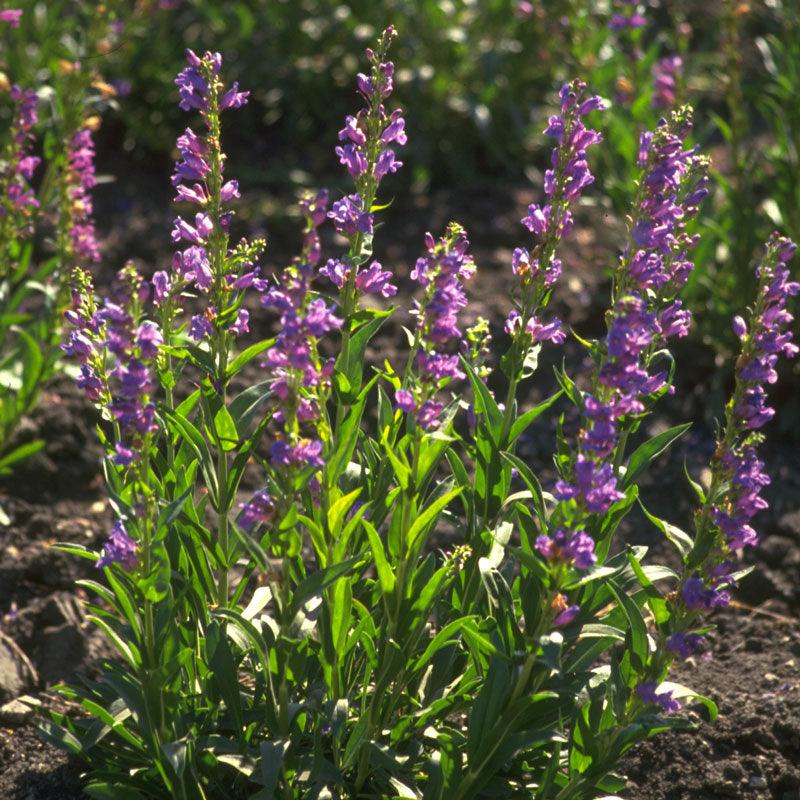 Penstemon, Rocky Mountain (pack) Peaceful Valley