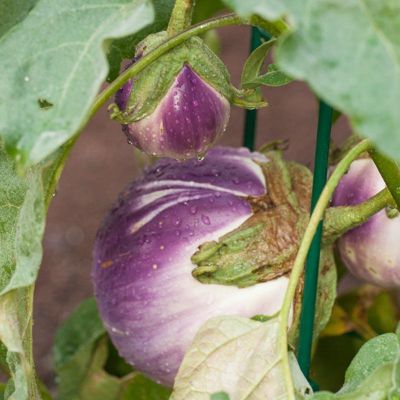 Organic Eggplant, Rosa Bianca (1 oz) Peaceful Valley