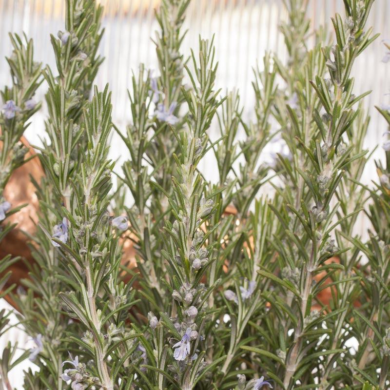Rosemary Seeds (Organic) Peaceful Valley