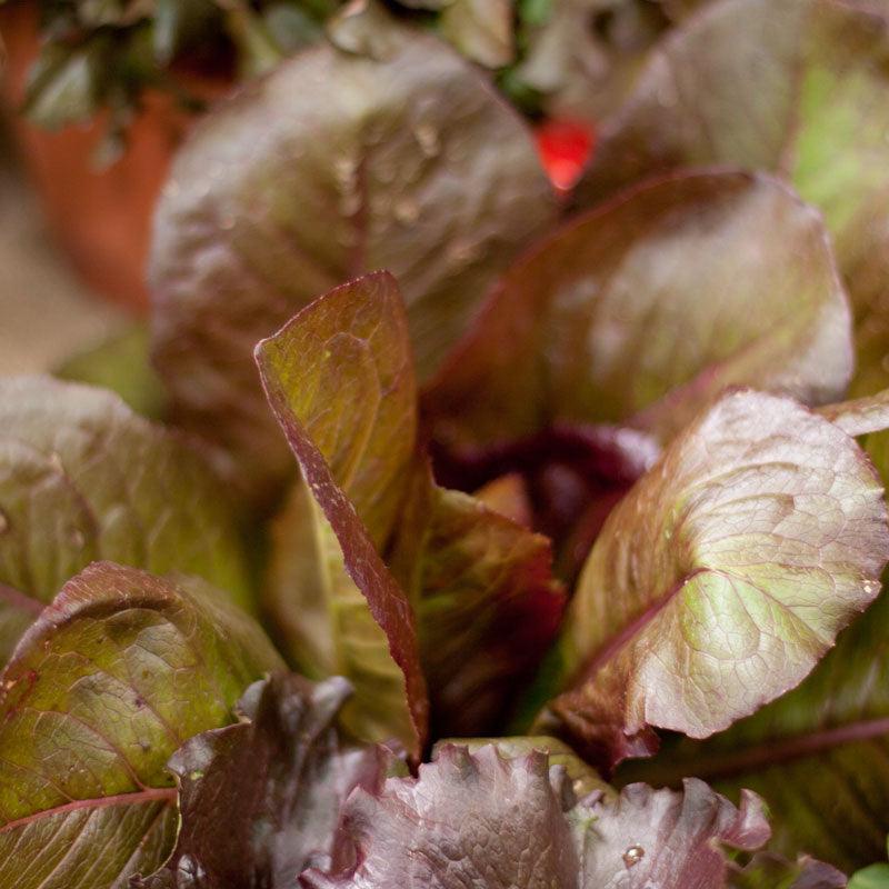 Organic Lettuce, Rouge d'Hiver (1/4 lb) Peaceful Valley