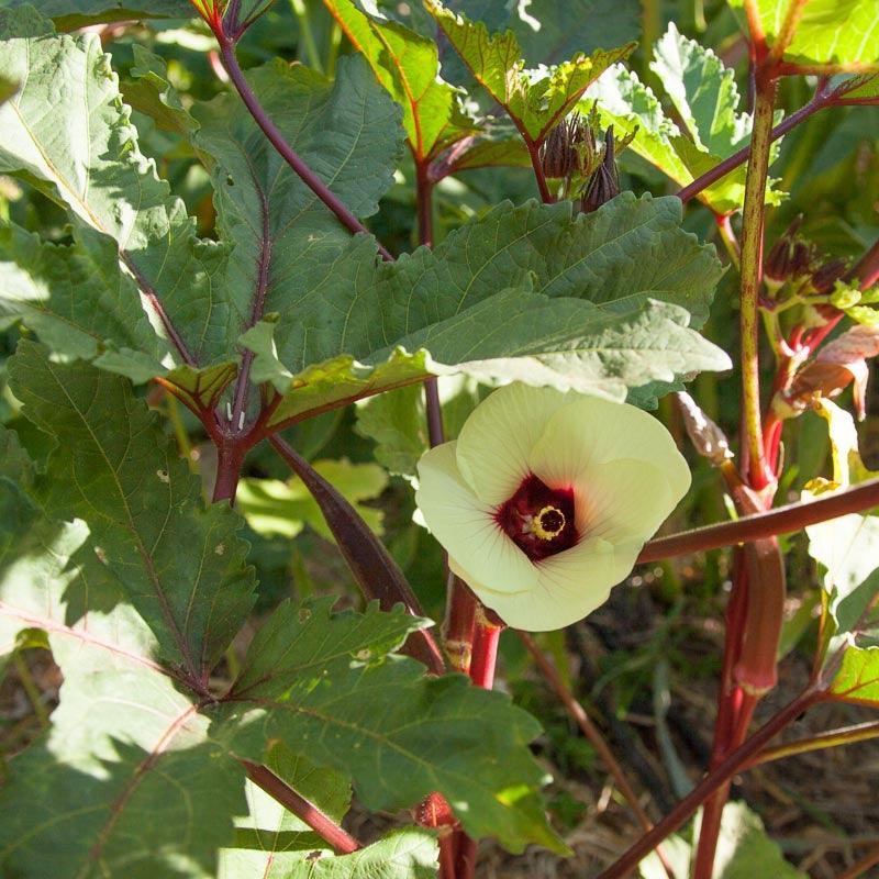 Burgundy Okra (Organic) High Mowing Seeds