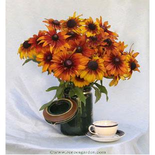 Rudbeckia Cappuccino (Butterfly) Flower Seeds Renee's Garden