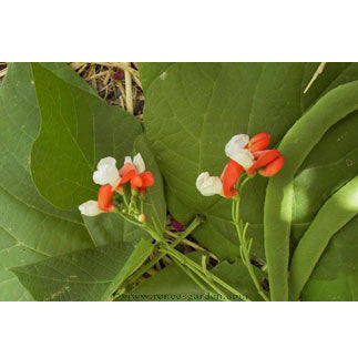 Renee's Garden Runner Bean Painted Lady (Heirloom) Renee's Garden Runner Bean Painted Lady (Heirloom) Flower Seed & Bulbs