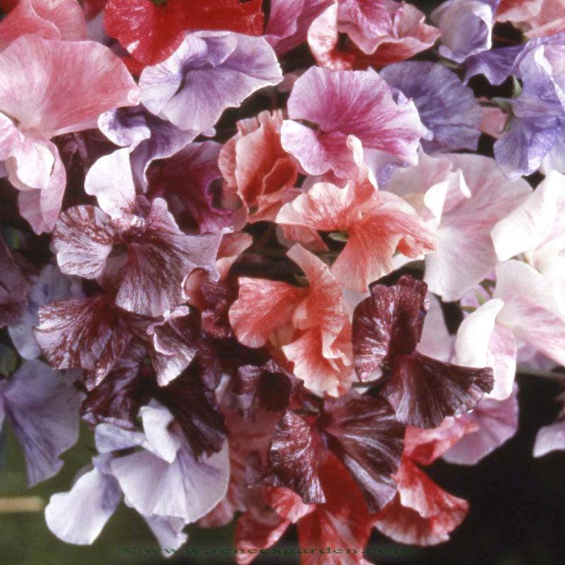 Saltwater Taffy Swirls Specialty Sweet Pea Flower Seeds Renee's Garden