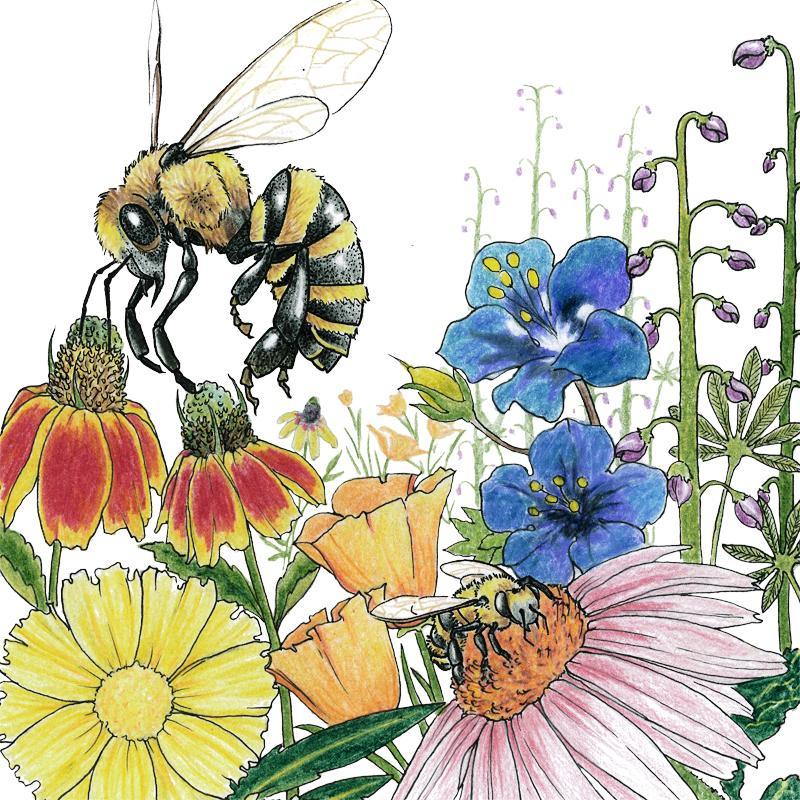 Save the Bees Wildflower Mix (1/4 lb) Peaceful Valley