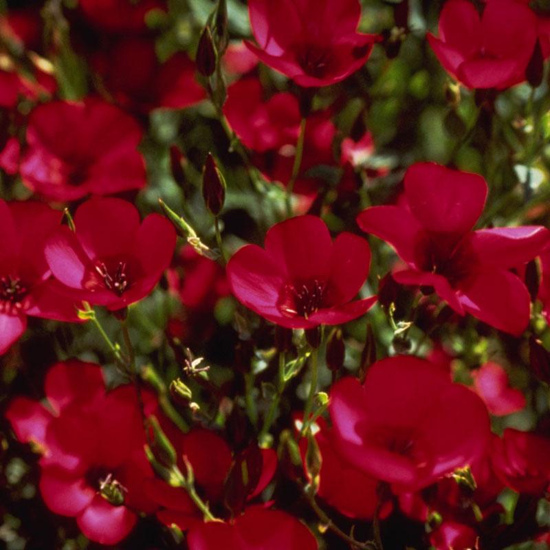 Flax, Scarlet (pack) Peaceful Valley