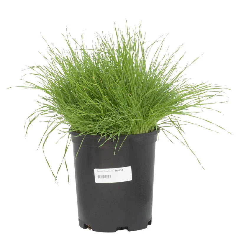 Blando Brome Grass Seed (lb) Grow Organic