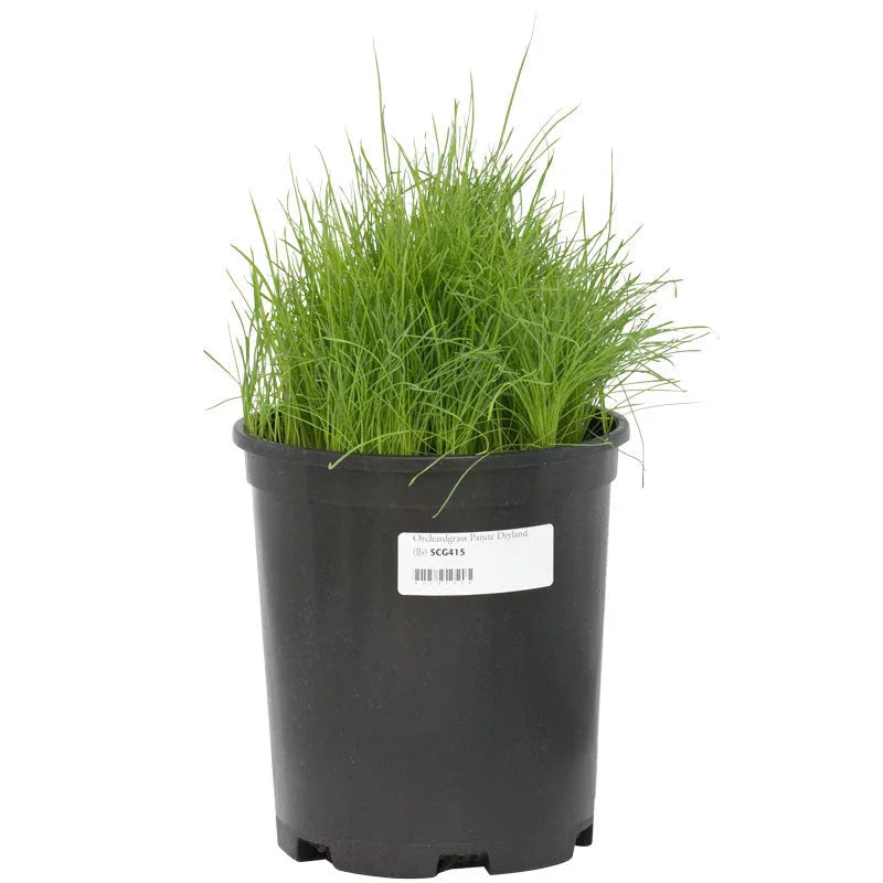 Paiute Orchardgrass Seed (lb) Grow Organic