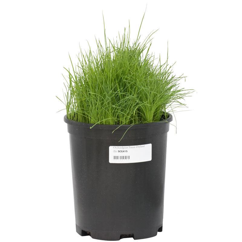 Organic Orchardgrass (lb) Grow Organic