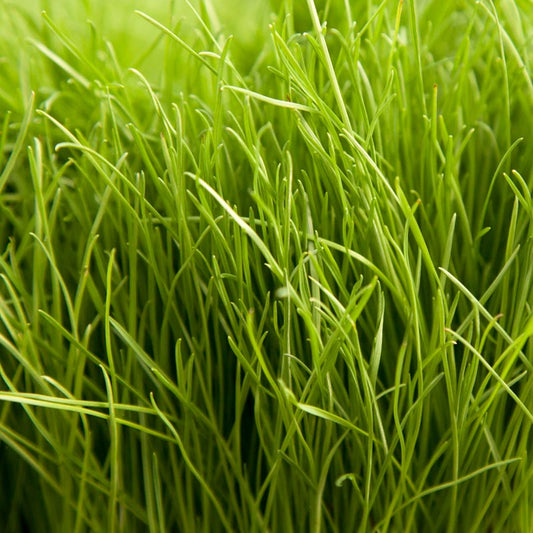 Turf Type Perennial Ryegrass Seed - Grow Organic Turf Type Perennial Ryegrass Seed (lb) Cover Crop