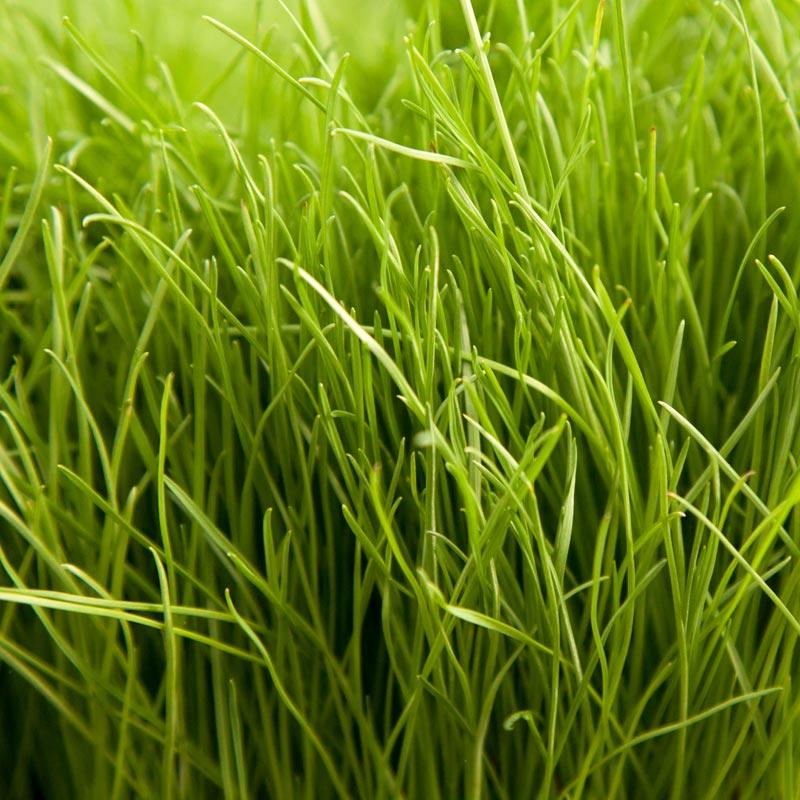 Turf Type Perennial Ryegrass Seed (lb) Grow Organic