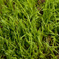 Organic Ryegrass, Oregon Annual - Grow Organic Organic Ryegrass, Oregon Annual (lb) Cover Crop
